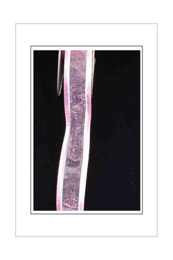 Organza Ribbon, Satin Edge, Metallic Silver Thread Dusky Pink
